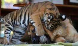 球商小老虎最新爆料,最新爆料背后的精彩故事