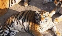 球商小老虎最新爆料,最新爆料背后的精彩故事