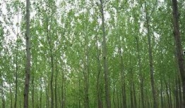 杨树行情最新爆料,最新爆料揭示市场新动向