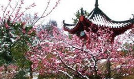 武汉梅园最新爆料,探寻古韵新颜的园林魅力